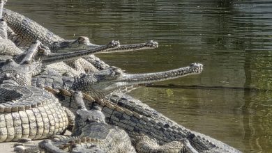 Photo of ४५ वर्षमा २३ सयभन्दा बढी गोही नदीमा छाडियो