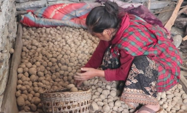सडकको सहज पहुँच नहुँदा रुबी भ्यालीका तरकारी गाउँमै कुहिन्छन्