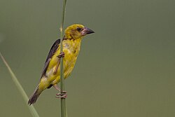 Photo of शुक्लाफाँटामा सुनौलो तोपचराको गणना सुरु