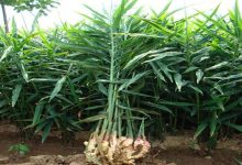 Photo of पौवादुङमाका किसान अदुवा खेतीमा आकर्षित