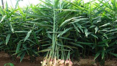 Photo of पौवादुङमाका किसान अदुवा खेतीमा आकर्षित