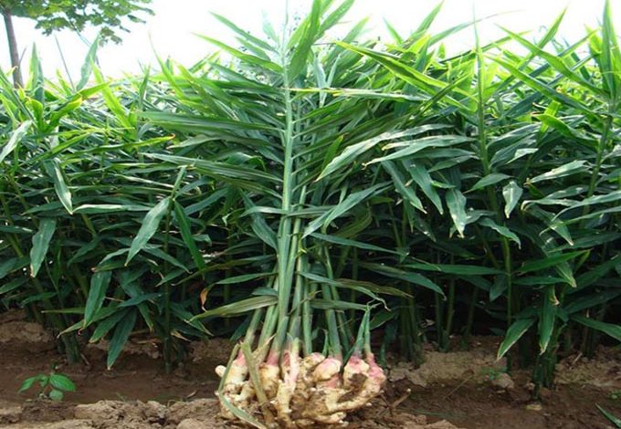पौवादुङमाका किसान अदुवा खेतीमा आकर्षित