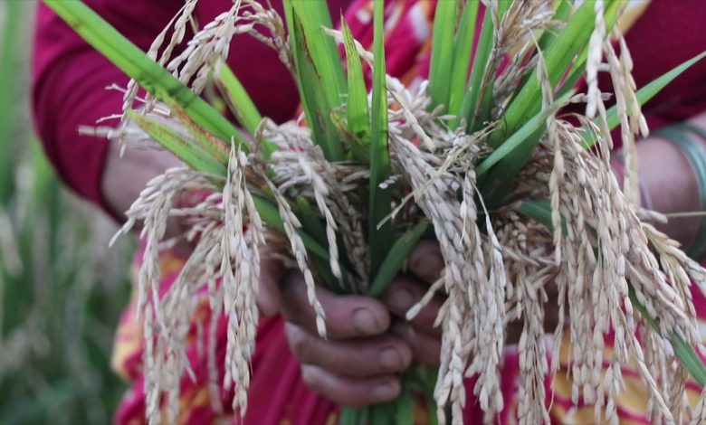 ‘दाना नलाग्दै बाला सुक्न थाल्यो, भुसमात्र भएपनि थन्क्याउन त पर्‍यो’