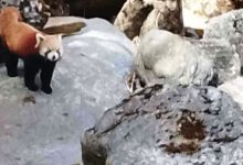 Photo of कालीकोटमा भेटियो रेडपान्डा