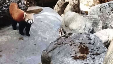 Photo of कालीकोटमा भेटियो रेडपान्डा