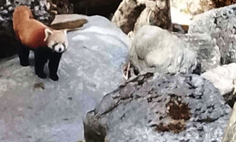 कालीकोटमा भेटियो रेडपान्डा – सार्वजनिक सेवा प्रसारण संस्था