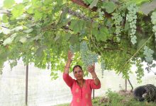 Photo of जलजलाको लुप्राङमा अङ्गुरखेती