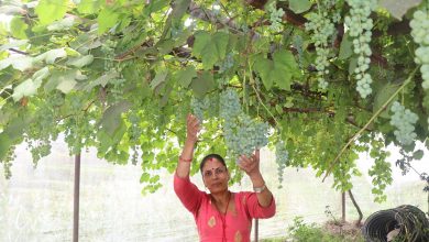 Photo of जलजलाको लुप्राङमा अङ्गुरखेती