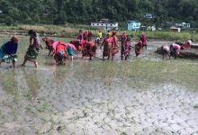 Photo of खडेरीले रोपाइँ प्रभावितः मध्य असारसम्म ३८ प्रतिशत