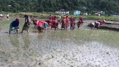 Photo of खडेरीले रोपाइँ प्रभावितः मध्य असारसम्म ३८ प्रतिशत