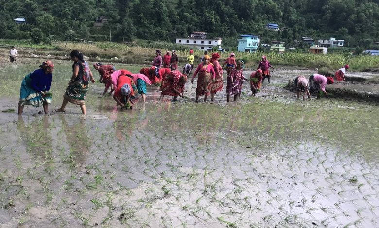 खडेरीले रोपाइँ प्रभावितः मध्य असारसम्म ३८ प्रतिशत