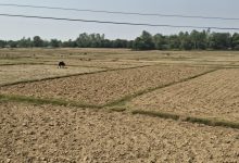 Photo of बाँकेमा खेतका फाँट धुलाम्मे