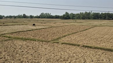Photo of बाँकेमा खेतका फाँट धुलाम्मे