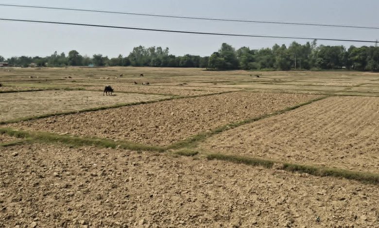 बाँकेमा खेतका फाँट धुलाम्मे – सार्वजनिक सेवा प्रसारण संस्था
