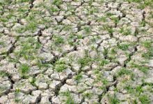 Photo of खडेरीले धानको ब्याड सुक्न थालेपछि किसान चिन्तित