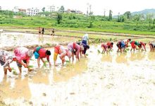 Photo of सिँचाइ सुविधा नहुँदा ५० प्रतिशत पनि रोपाइँ भएन