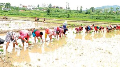 Photo of सिँचाइ सुविधा नहुँदा ५० प्रतिशत पनि रोपाइँ भएन