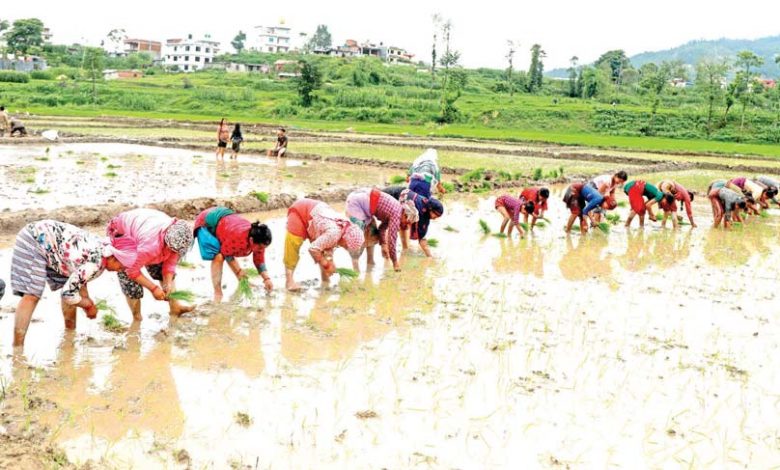 सिँचाइ सुविधा नहुँदा ५० प्रतिशत पनि रोपाइँ भएन