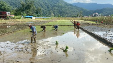 Photo of कास्कीमा रोपाइँ तीव्र
