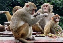 Photo of दिक्तेल रुपाकोटले बाँदर धपाउन छुट्यायो ४५ लाख रुपैयाँ बजेट