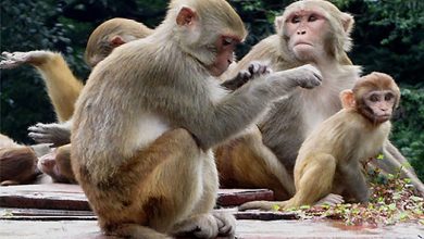 Photo of दिक्तेल रुपाकोटले बाँदर धपाउन छुट्यायो ४५ लाख रुपैयाँ बजेट