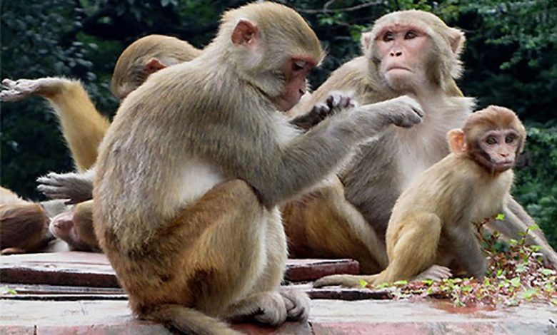 दिक्तेल रुपाकोटले बाँदर धपाउन छुट्यायो ४५ लाख रुपैयाँ बजेट दिक्तेल रुपाकोटले बाँदर धपाउन छुट्यायो ४५ लाख रुपैयाँ बजेट