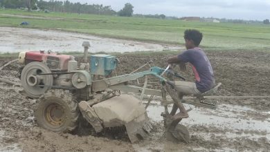 Photo of धान रोपाइँमा हराए गोरु र राँगा, बढ्यो ट्याक्टर र पावर टिलरको प्रयोग
