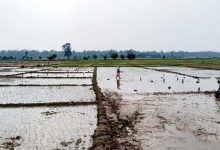 Photo of रुपन्देहीमा बोरिङको भरमा धान रोपाइँ