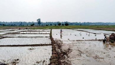 Photo of रुपन्देहीमा बोरिङको भरमा धान रोपाइँ