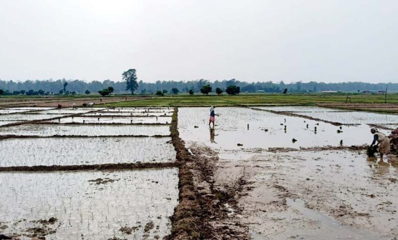 रुपन्देहीमा बोरिङको भरमा धान रोपाइँ