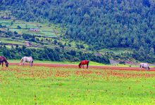 Photo of वनफूलले सिँगारिएको ढोरपाटन