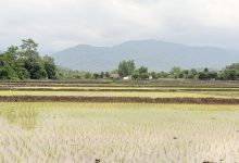 Photo of वर्षा हुन थालेपछि रोपाइँ तीव्र