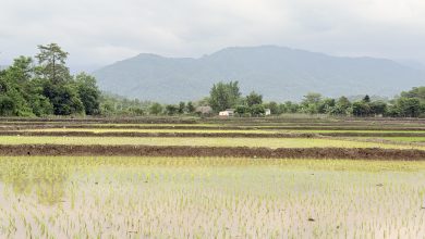 Photo of वर्षा हुन थालेपछि रोपाइँ तीव्र