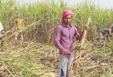 Photo of उखु किसानको करिब दुई अर्ब भुक्तानी