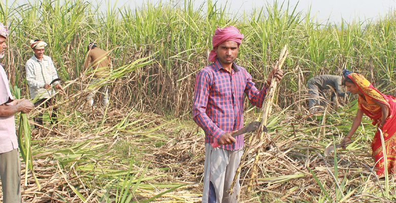 उखु किसानको करिब दुई अर्ब भुक्तानी