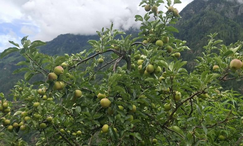 हुम्लामा काँचाे स्याउ बिक्रीमा राेक, गुलियोपनको परीक्षणपछि मात्र बेच्न पाइने हुम्लामा काँचाे स्याउ बिक्रीमा राेक, गुलियोपनको परीक्षणपछि मात्र बेच्न पाइने