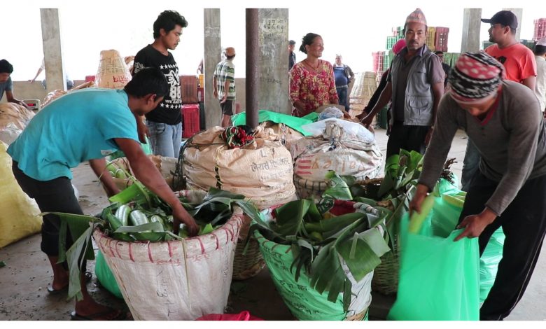 तरकारी बेचबिखनमा बिचौलियाको हालीमुहाली, किसान मर्कामा