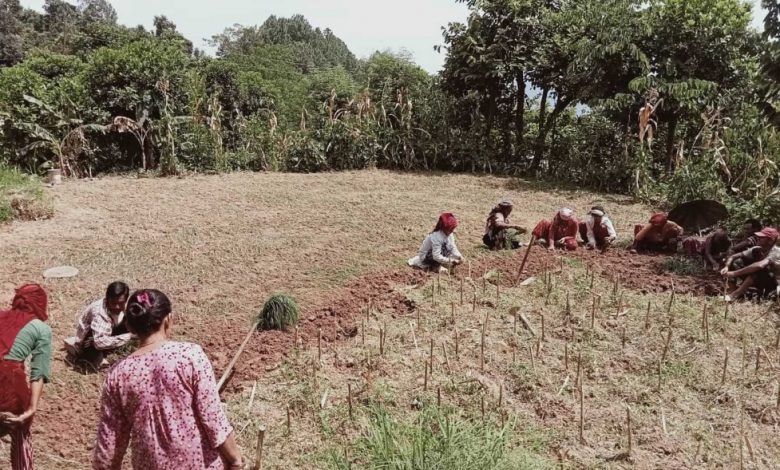 भोजपुरमा कोदोखेती घट्दै – सार्वजनिक सेवा प्रसारण संस्था भोजपुरमा कोदोखेती घट्दै – सार्वजनिक सेवा प्रसारण संस्था