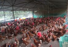 Photo of गाउँ फर्किएर दाजुभाइले सुरु गरेको कुखुरापालन…