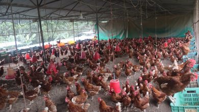 Photo of गाउँ फर्किएर दाजुभाइले सुरु गरेको कुखुरापालन…
