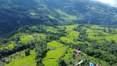 Photo of भोजपुरमा ९६ प्रतिशत रोपाइँ सम्पन्न