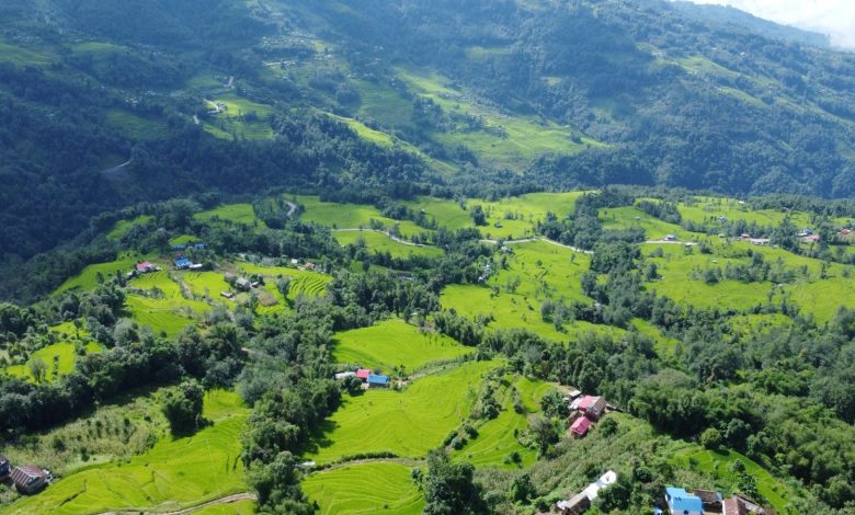 भोजपुरमा ९६ प्रतिशत रोपाइँ सम्पन्न