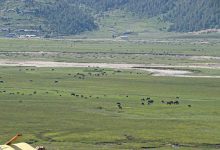 Photo of ढोरपाटनमा विदेशी सिकारीको आकर्षण