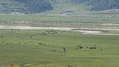 Photo of ढोरपाटनमा विदेशी सिकारीको आकर्षण
