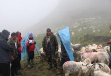 Photo of विदेशबाट फर्किएका युवा भेडापालनमा