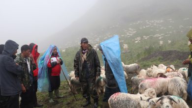 Photo of विदेशबाट फर्किएका युवा भेडापालनमा