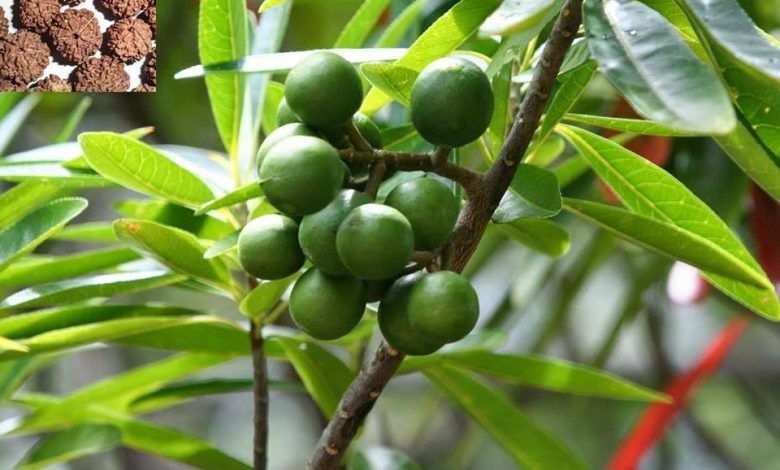 खेतीयोग्य जमिनमा रुद्राक्ष खेती, आम्दानीको नयाँ बाटो