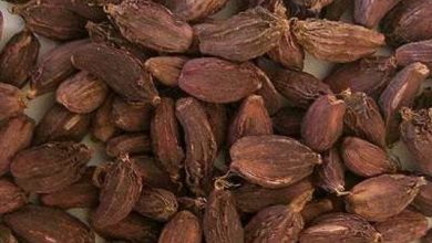 Photo of अलैँची टिप्न र सुकाउन व्यस्त छन् भोजपुरका किसान