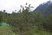 Photo of बगैँचामा स्याउ लटरम्म, किसानलाई बजारको चिन्ता