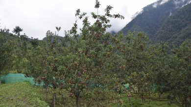 Photo of बगैँचामा स्याउ लटरम्म, किसानलाई बजारको चिन्ता